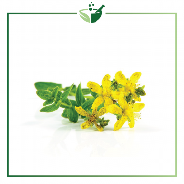St. Johns Wort Infused Oil4